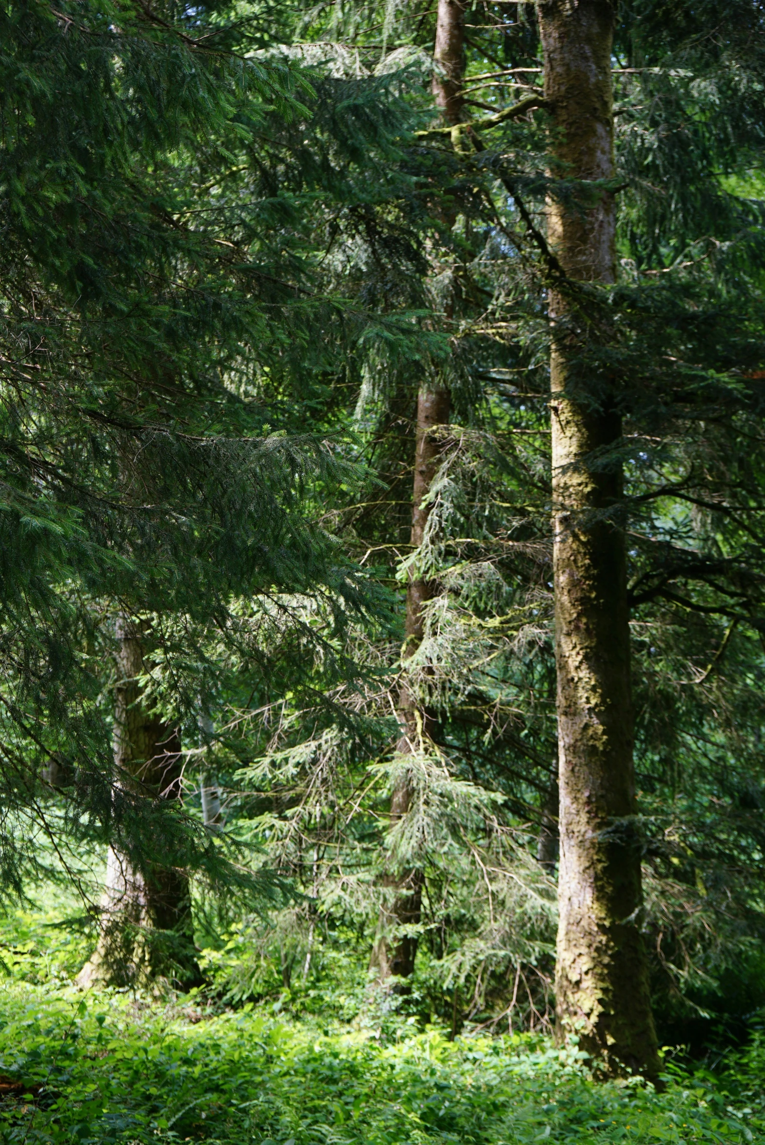 some very tall trees and a small green bench