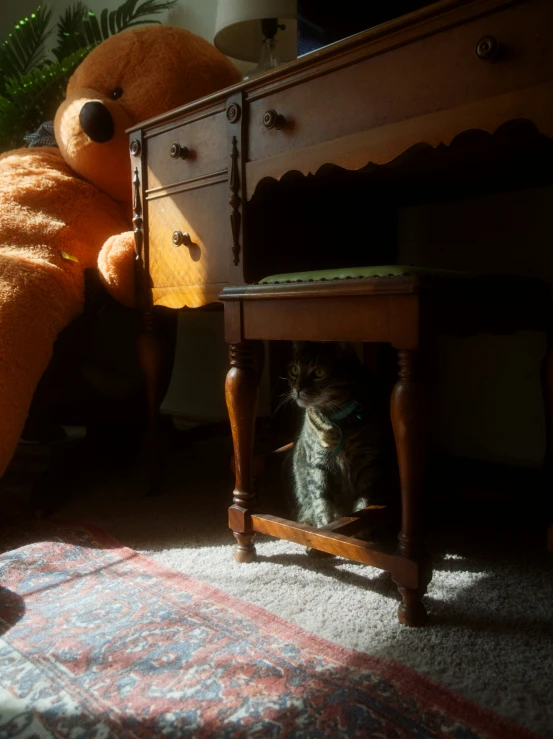 a cat is looking at a teddy bear