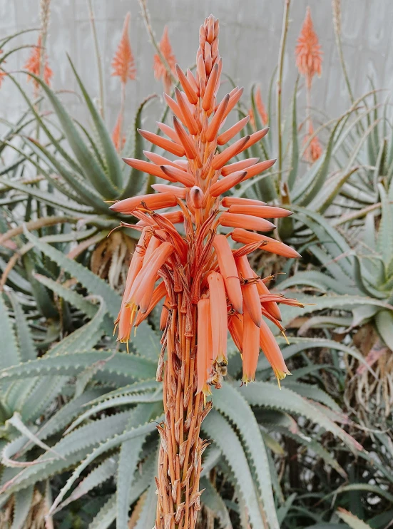 there is a tall plant with bright orange flowers