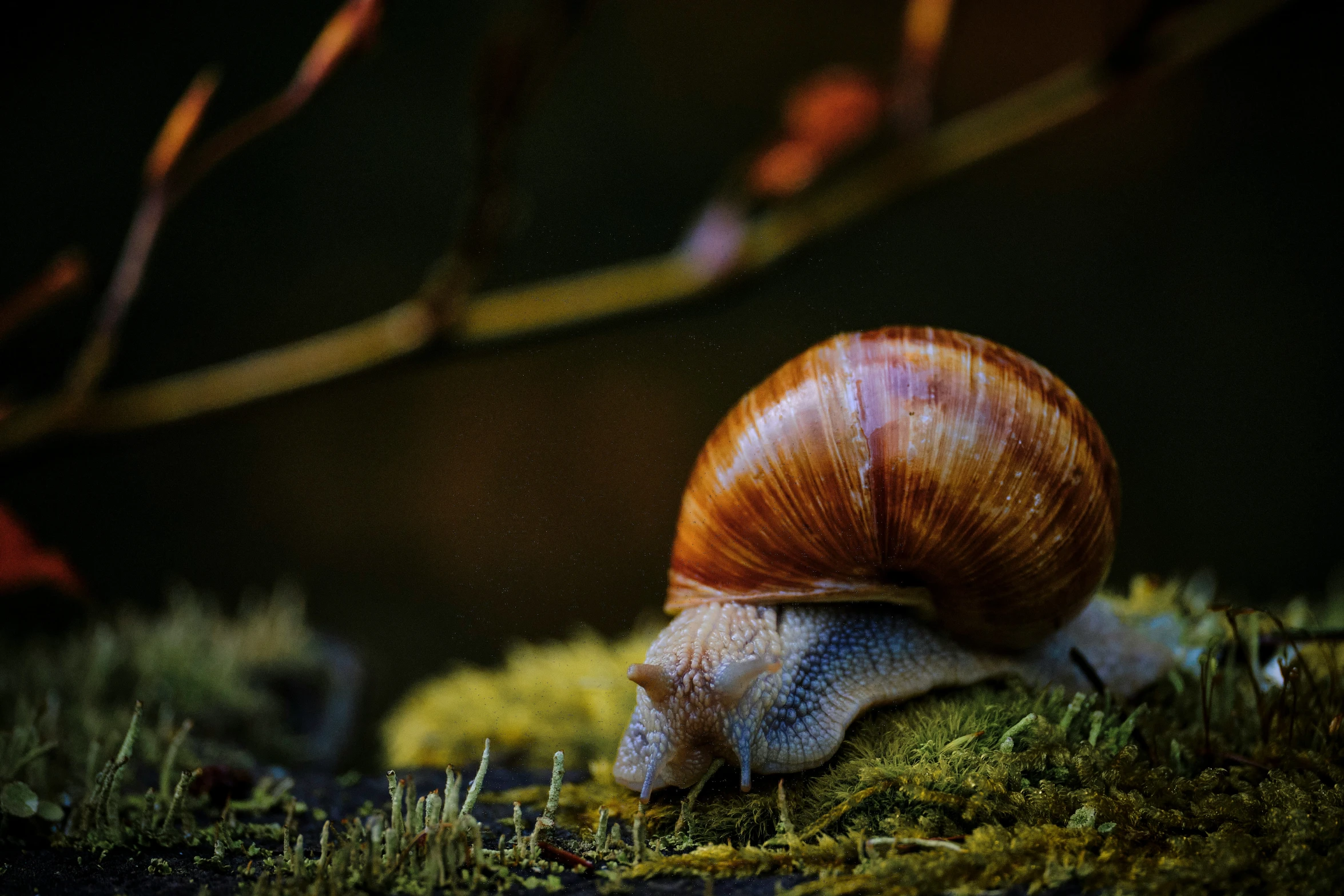 a close up of a snail in a grass field