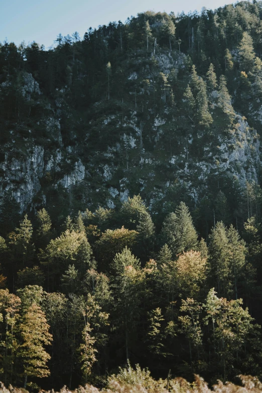 a forested area has a tall mountain in the background