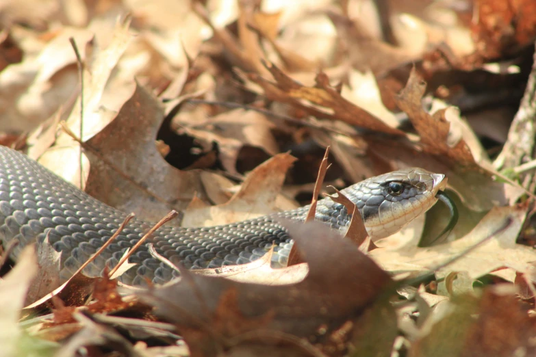 the lizard is standing in the grass near leaves