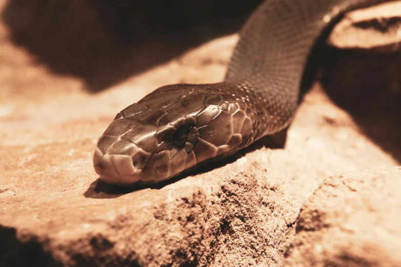 a snake that is laying down in the dirt