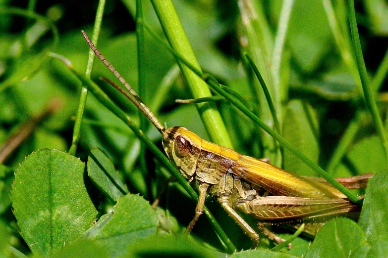 the large grasshopper is sitting on the green leaves