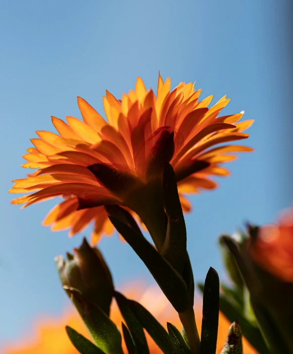 an image of a single flower and sky