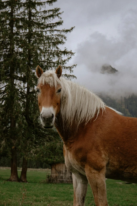 a horse with white hair standing in a field