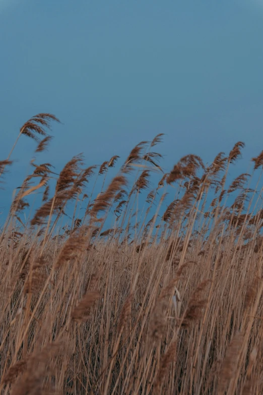 many large long brown grass in the field