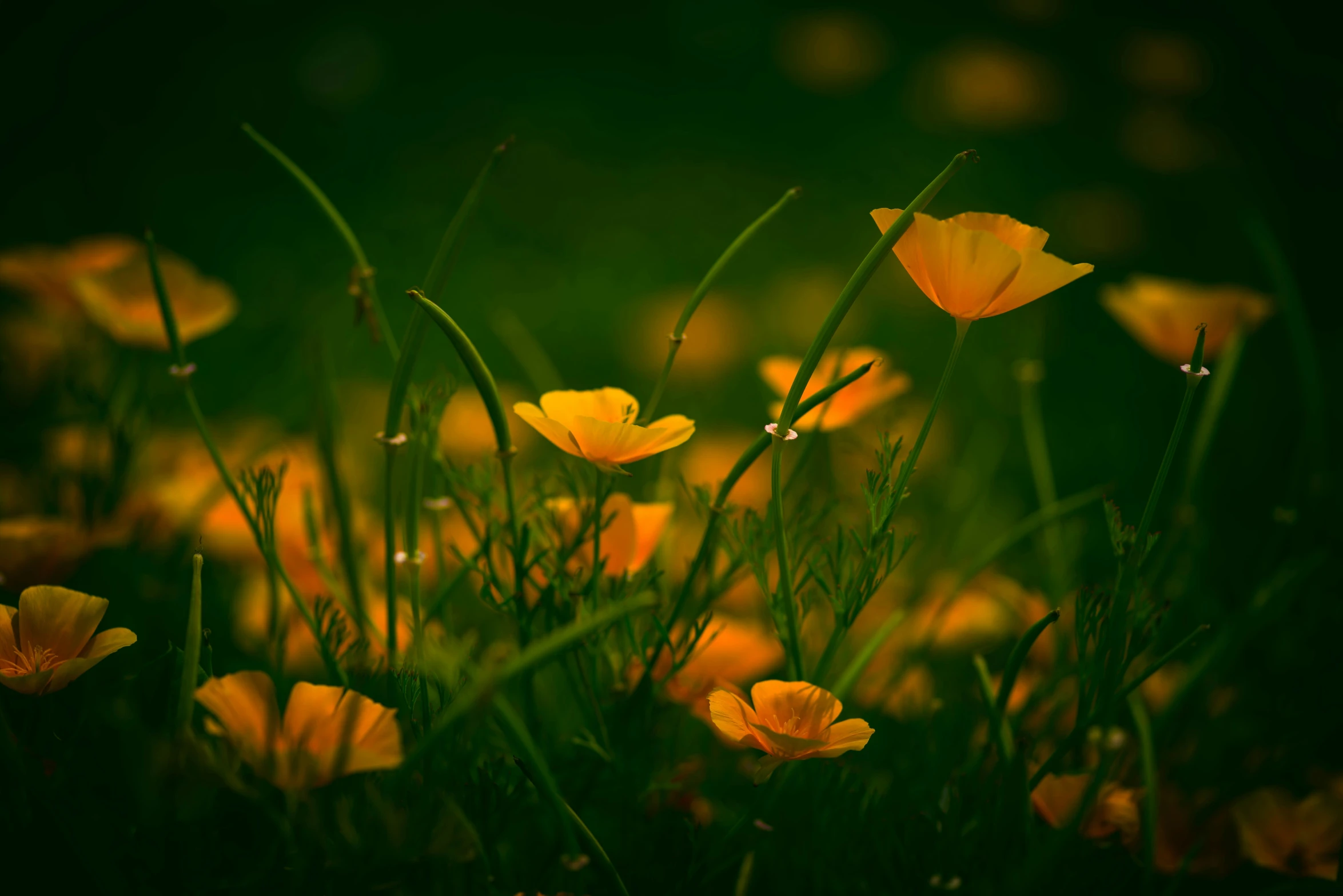 many small yellow flowers growing out of some grass