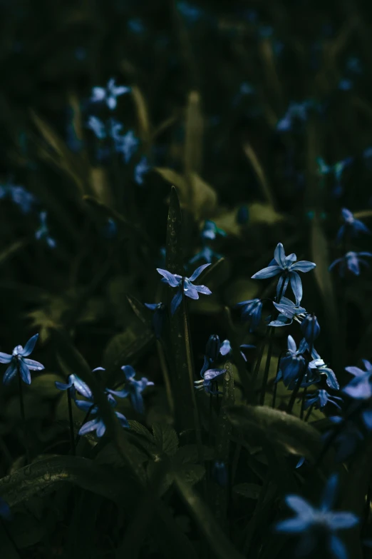 blue wild flowers blooming in a field during night