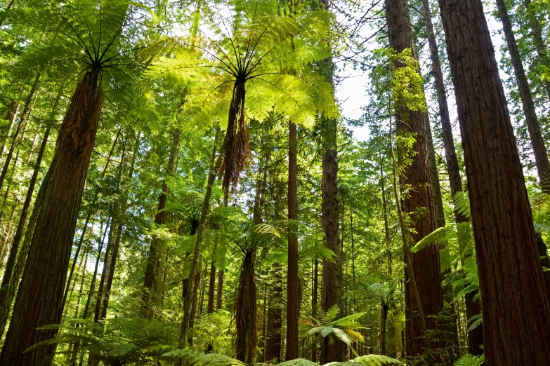 ferns and pine trees in a lush, green forest