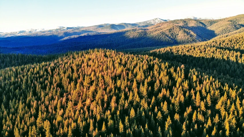 trees are covered with the top of mountain tops