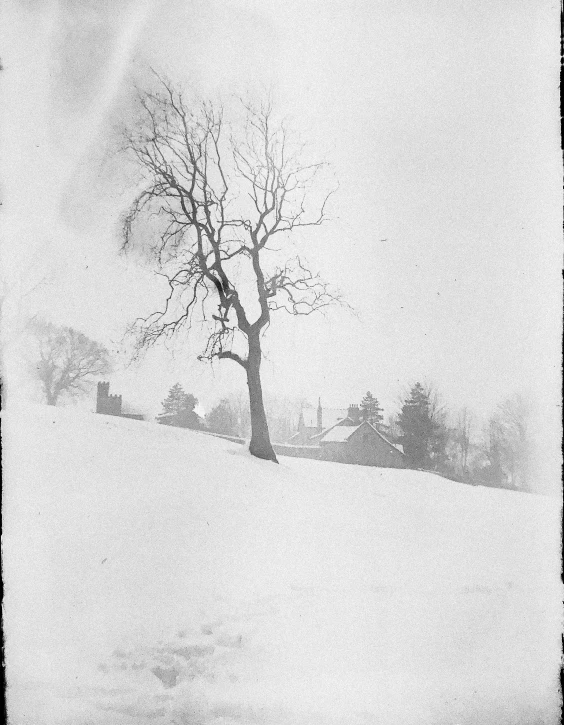 a lone tree in the snow covered hillside