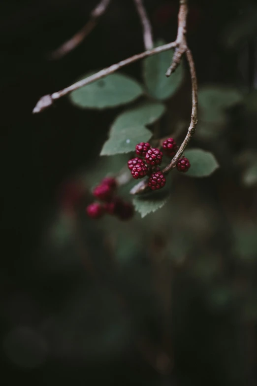 some red berries hanging from a small bush