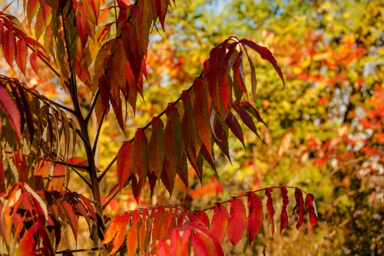 some red leaves are on a tree in front of trees
