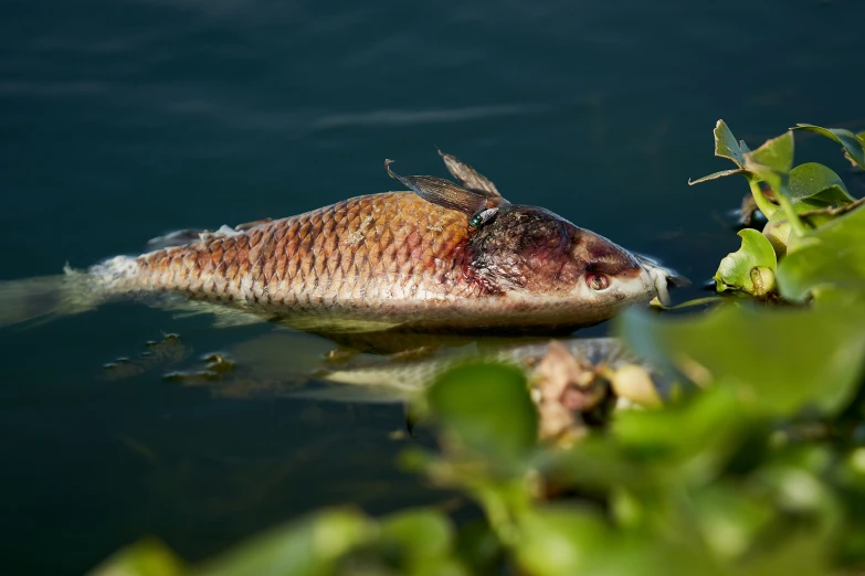 a dead fish in the water surrounded by algae