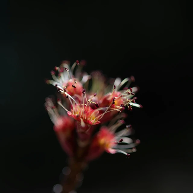 small red flowers on an unfurnished stem pographed in close up