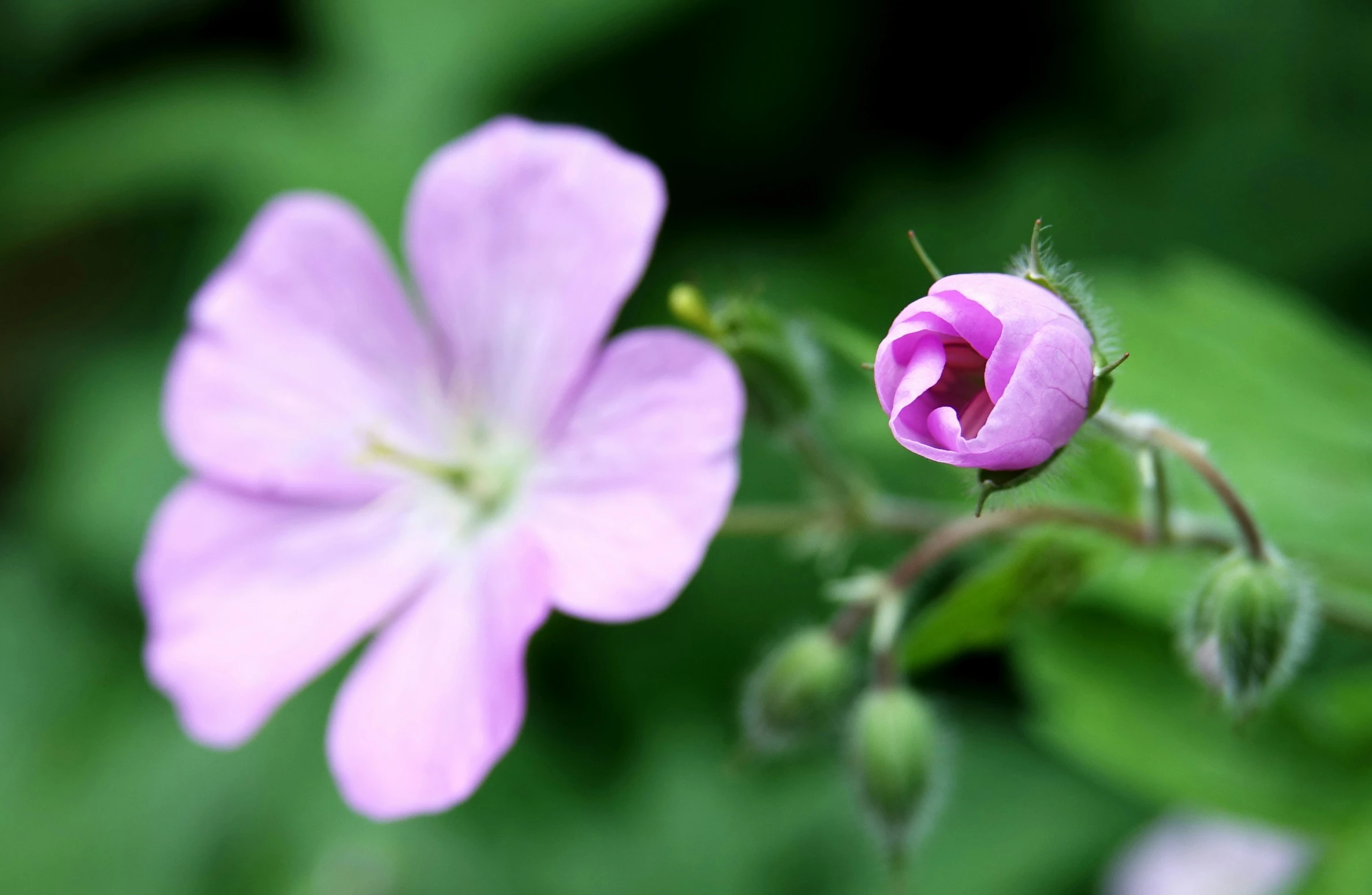 a flower has a bud in the middle and is purple