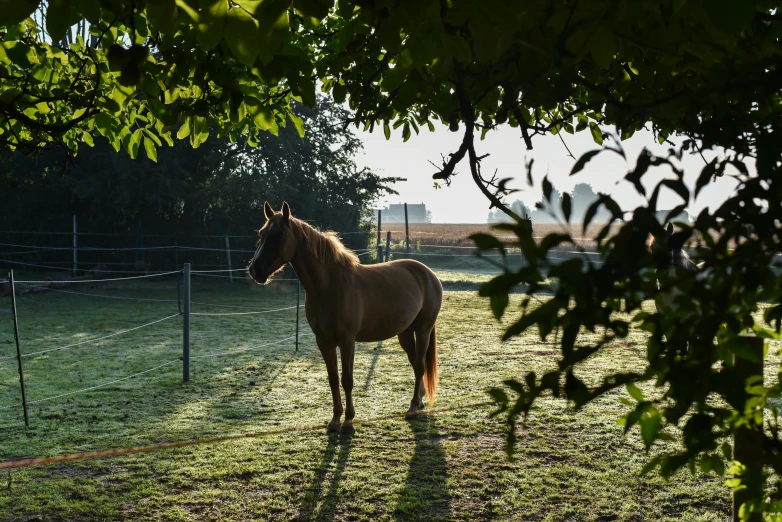 an image of a horse that is standing in the grass