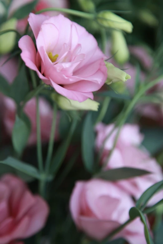 many different types of pink flowers with green stems