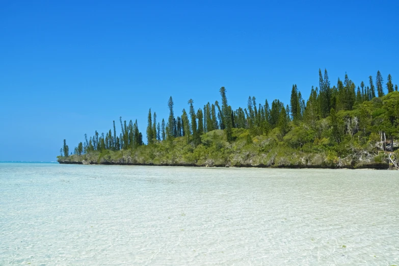 an island with a tree lined side on a beach