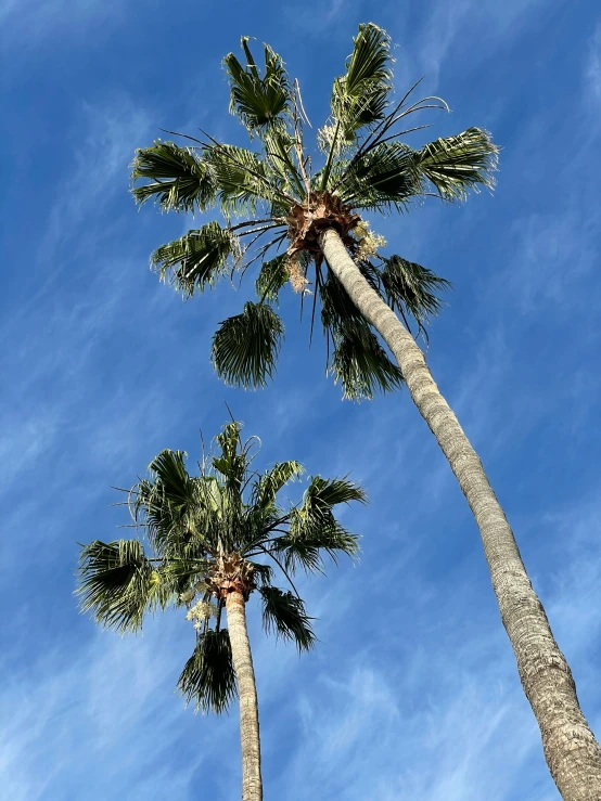 two palm trees looking up into the blue sky