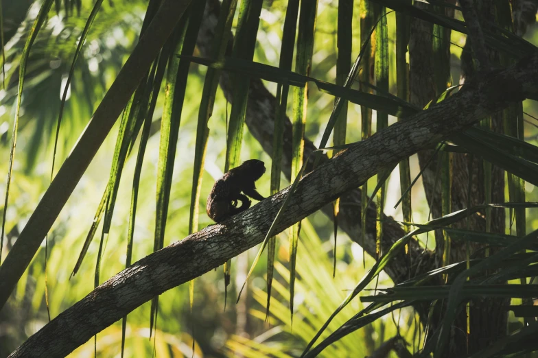 a monkey sitting in a tree looking back at the camera