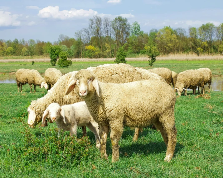 several sheep in a green pasture eating grass