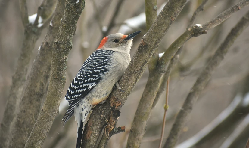 a close up of a small bird on a tree nch