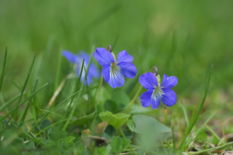 blue flowers sit in the green grass