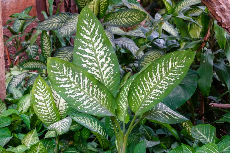 leaves are covered in white powder as they appear to be coming off