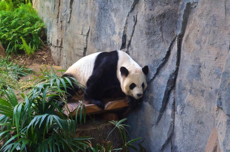 a panda bear rests on some steps next to a rock wall