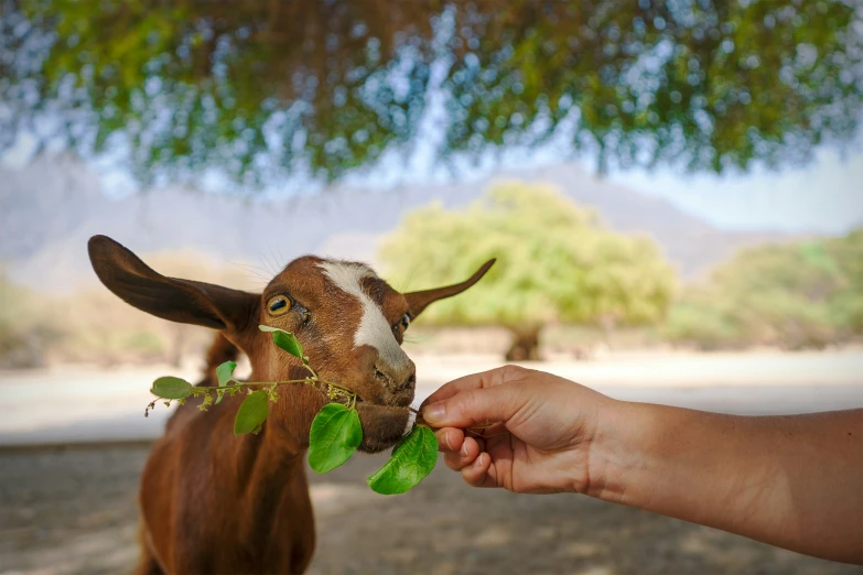 a person feeds green leaves to a goat