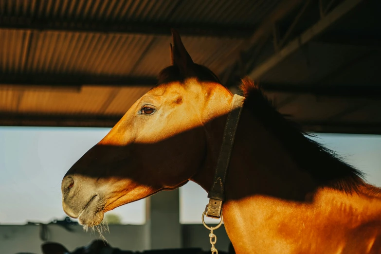 there is a horse standing in the shade