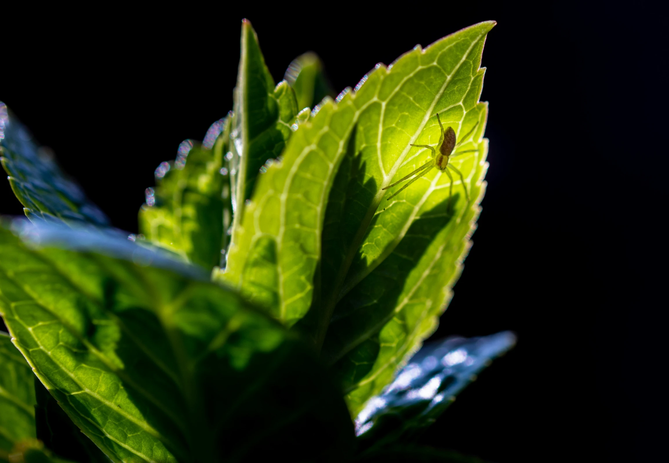 a bug sitting on the tip of a leaf