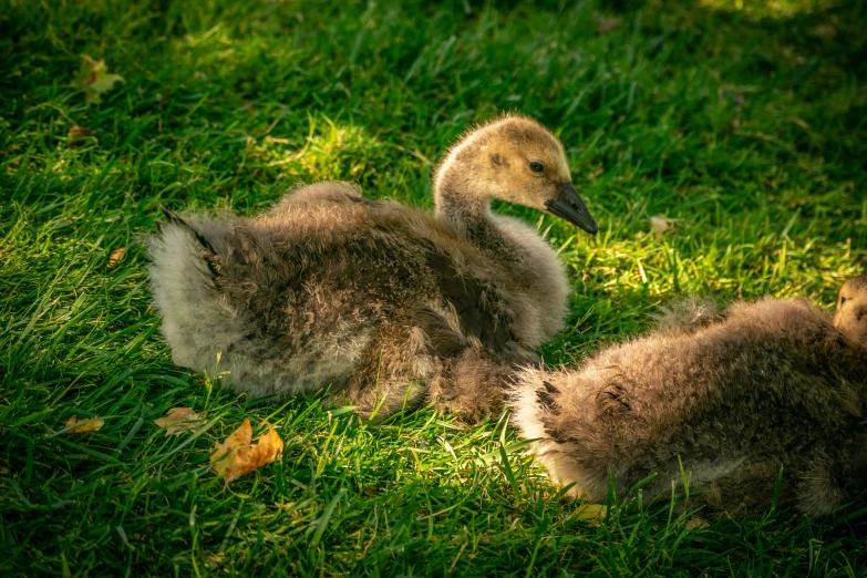 an image of two ducks in the grass