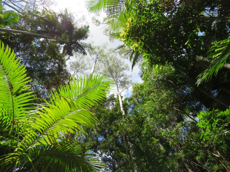 a view from the ground through trees of the woods