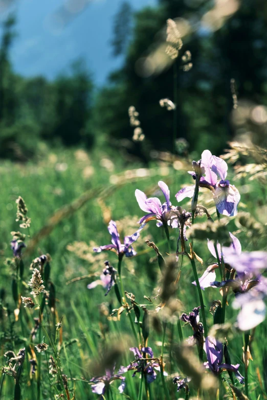 some purple flowers in a field next to a tree