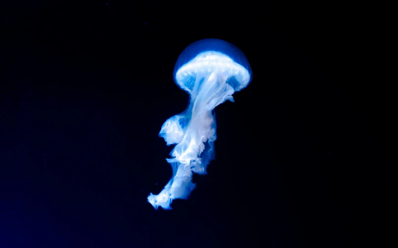 a dark blue background with a small lit jellyfish