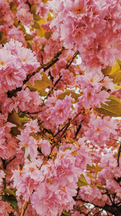 large flowers are in a tree outside during the day