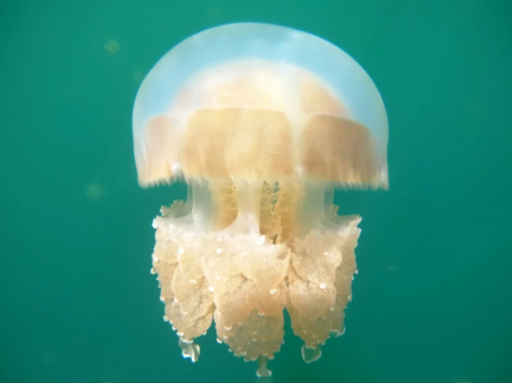 the face and upper body of an jellyfish