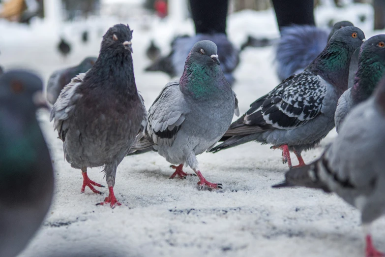 there are many birds walking around in the snow