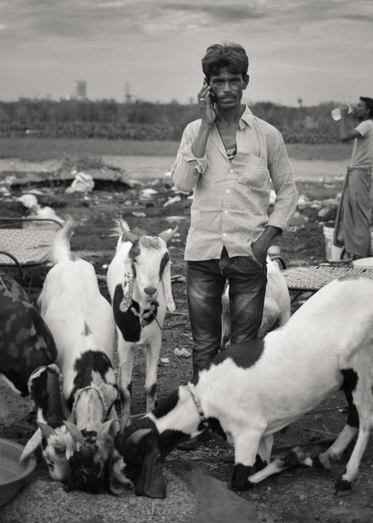 a man stands with a bunch of cattle and talks on a phone