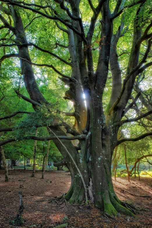 a very tall tree in a large park