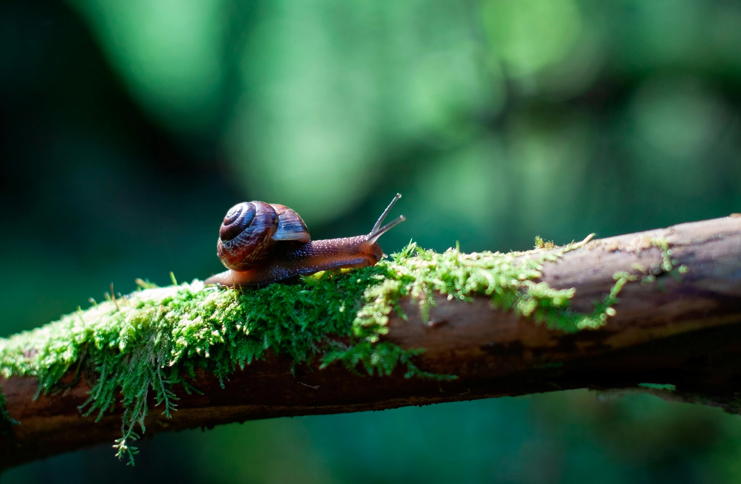 a close up of a snail on a nch