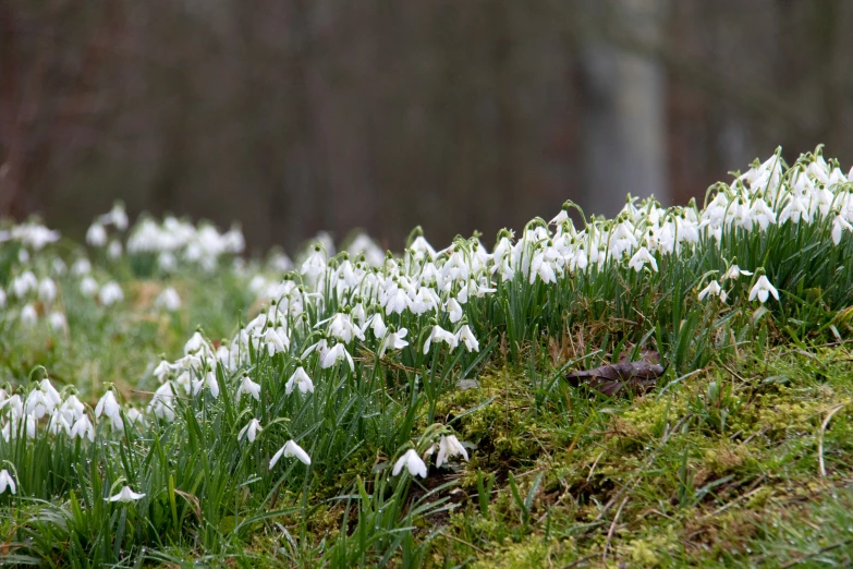 many small white flowers are growing on the side of a hill