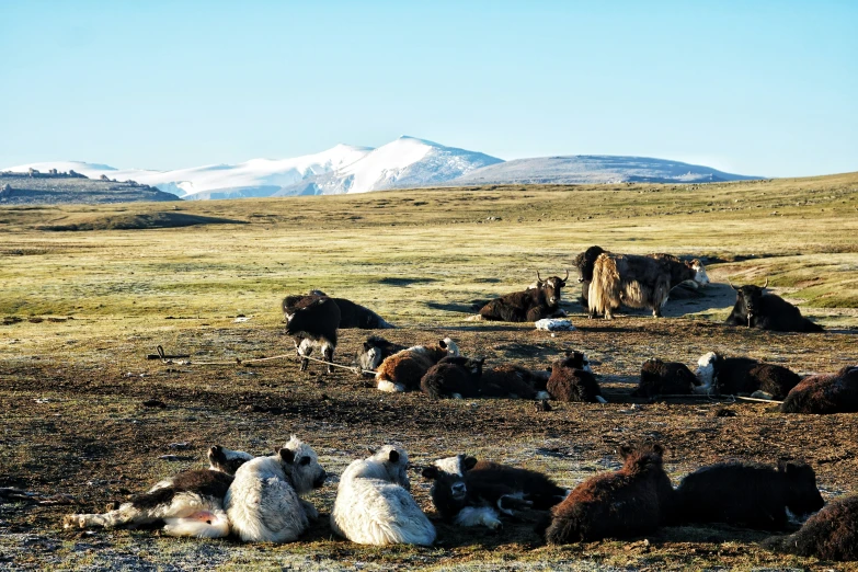 sheep laying down in a field with mountains in the background