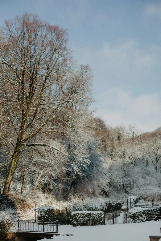 winter scene with trees covered in snow and shrubs