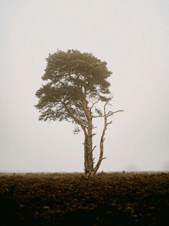 a lone tree in a field with a foggy background