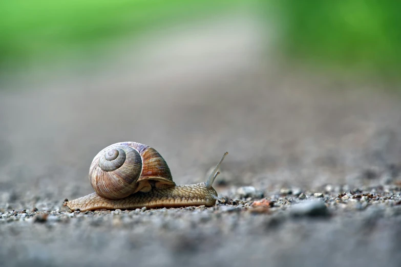 snail crawling on asphalt in a garden