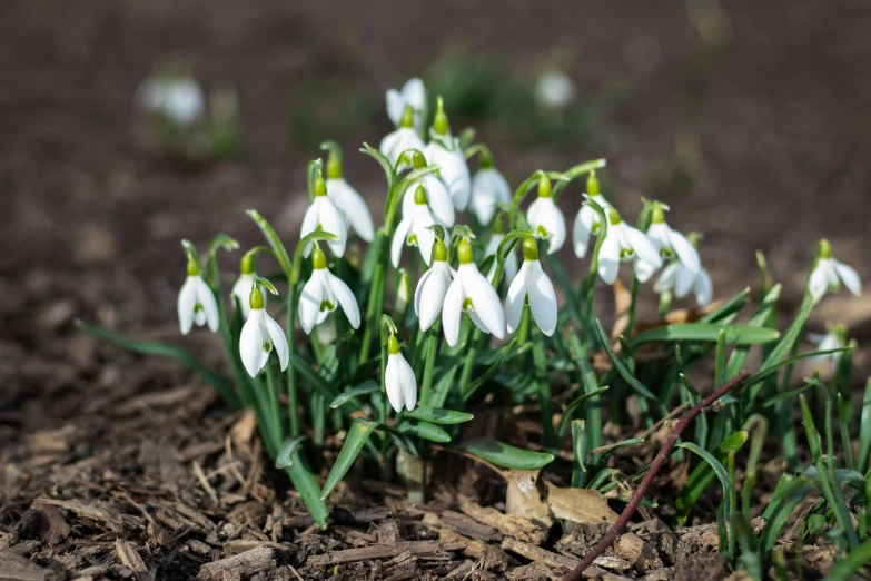 small snowdrops in the dirt close to the ground